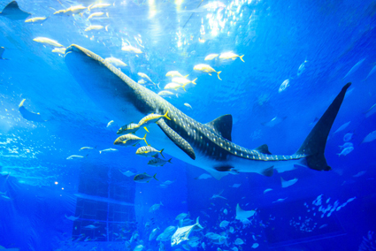 水族館の新しいこころみ！ジンベエザメの繁殖に向けた飼育展示についての画像