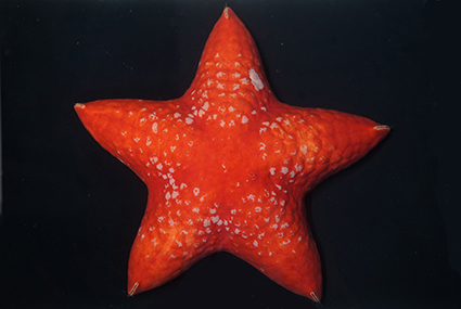 世界初展示から7年‥‥ リュウグウサクラヒトデ再び展示の画像