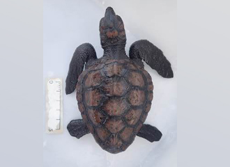 アカウミガメの3世代目が誕生しました！の画像
