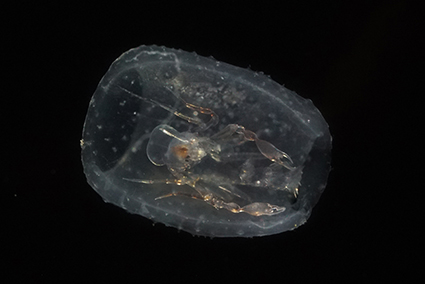 タルの中にいる様子