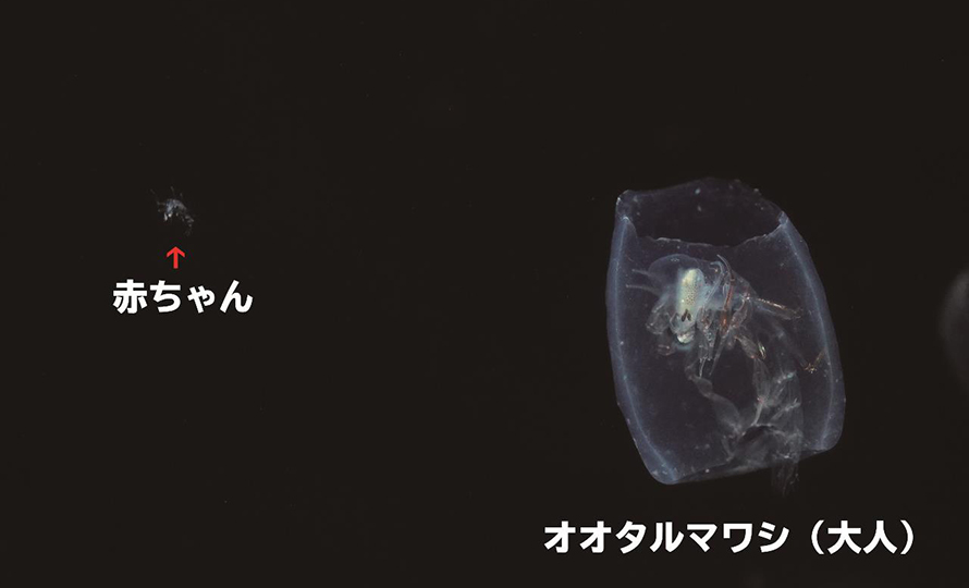 オオタルマワシ オオタルマワシ
