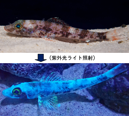 ~紫外光照射により蛍光色を発する深海魚~ 「エソダマシ」を展示! ~紫外光照射により蛍光色を発する深海魚~「エソダマシ」を展示!
