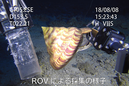 稀少!! 美しく大きな深海の巻貝 「リュウグウオキナエビス」展示 稀少!! 美しく大きな深海の巻貝 「リュウグウオキナエビス」展示