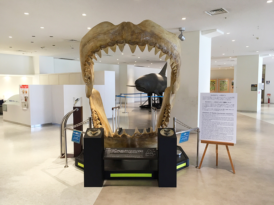 「メガロドンのアゴ模型」展示場所変更についての画像