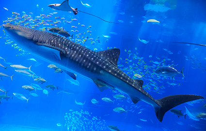 ガラパゴス諸島におけるジンベエザメ調査の映像公開！！の画像