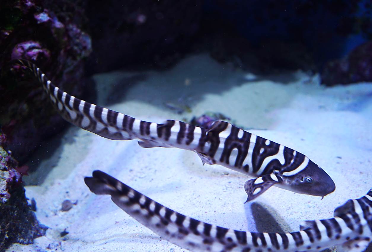 こどもの日に向けて、水族館生まれの子供たちが続々登場！　の画像