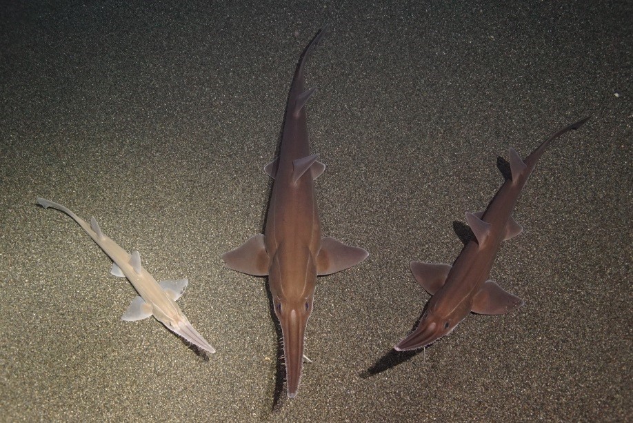水族館生まれ!2歳のノコギリザメ展示開始の画像