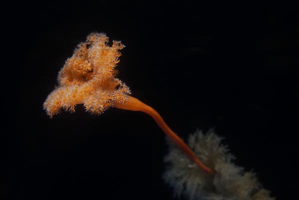 世界初！深海コーナーに「エナガトサカ」が仲間入りの画像