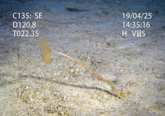 世界初！深海コーナーに「エナガトサカ」が仲間入り