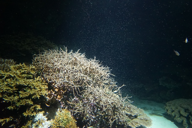 オープン以来18年連続！6月3日「サンゴの放卵放精」を確認！の画像
