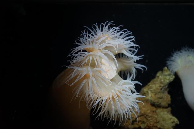 新種発見！世界初「チュラウミカワリギンチャク」の展示を開始の画像