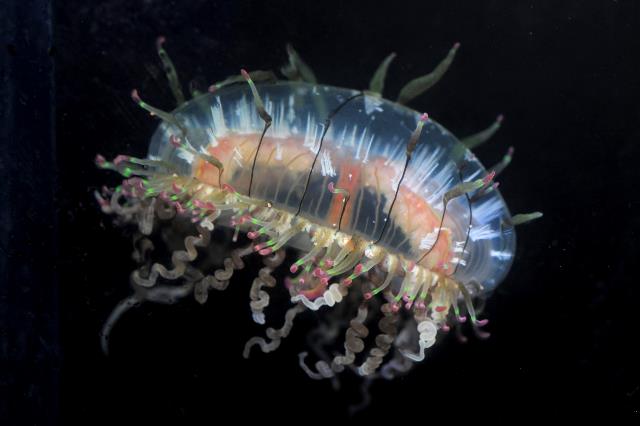 新種発見！世界初「デイゴハナガサクラゲ」の展示を開始の画像