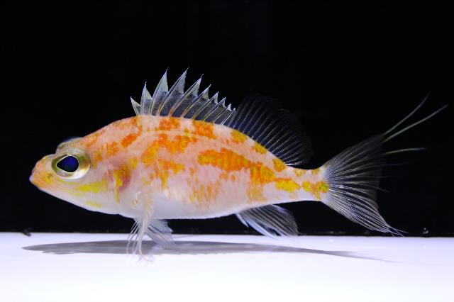 琉球列島固有の新種「チュラシマハナダイ」の世界初展示！の画像