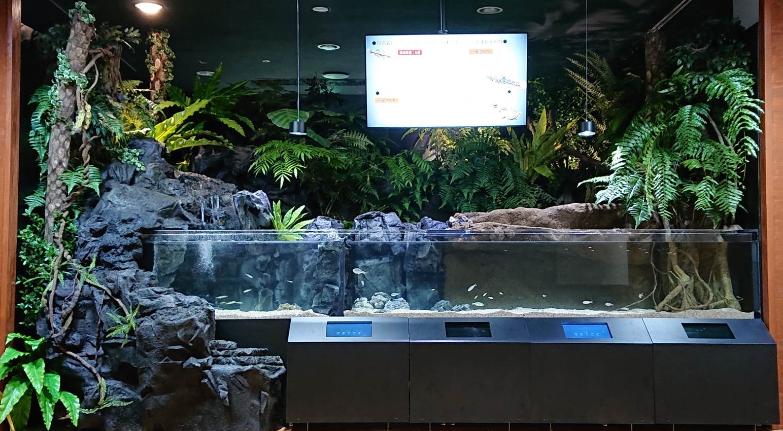 新展示エリア 「琉球弧の水辺」オープン！の画像