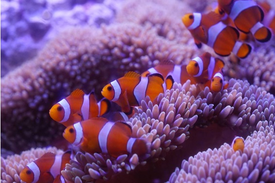 水族館生まれ！カクレクマノミ展示開始！の画像
