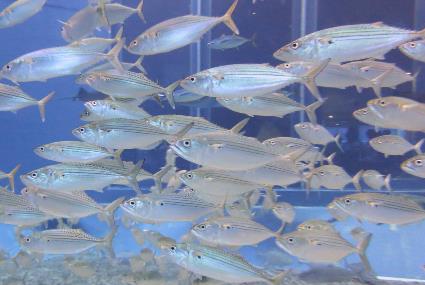 グルクマ（成魚）