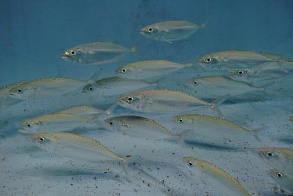 世界初！ 「グルクマ」の繁殖に成功の画像