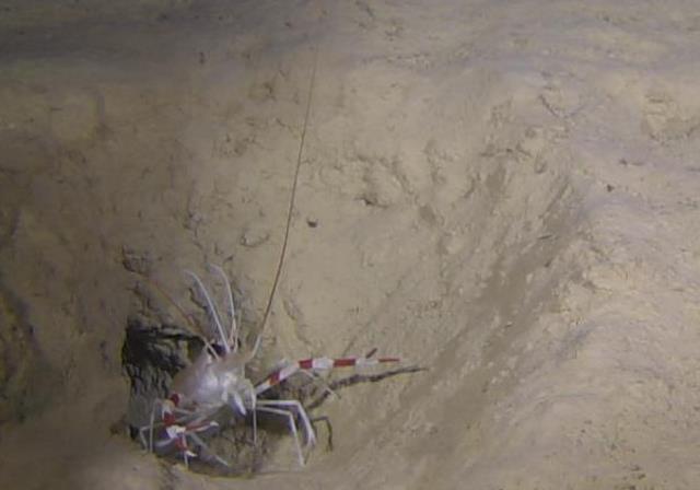 水深350m付近で発見した本種