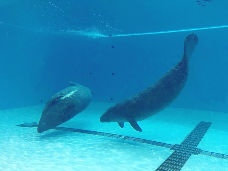 12月4日（金）より　マナティー館リニューアルオープン！の画像