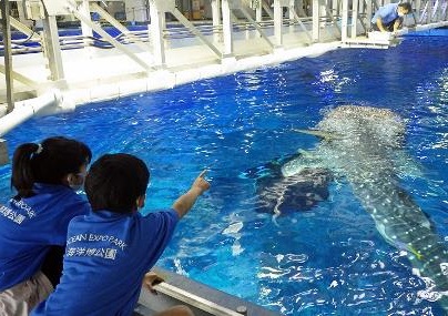 美ら海こども飼育体験