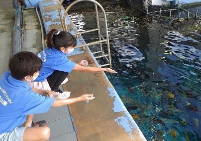 美ら海こども飼育体験