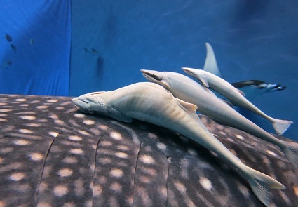 【8/3～リニューアル】わくわくアクアラボで海の生き物の「すご技」を深堀りしよう♪の画像