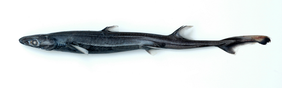 ヒレタカフジクジラの成魚