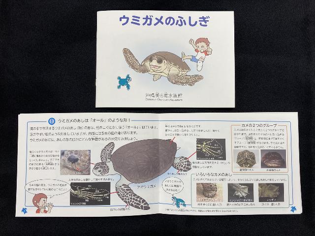 沖縄美ら海水族館オリジナル「うみがめのふしぎ」を発売! 沖縄美ら海水族館オリジナル「うみがめのふしぎ」を発売!