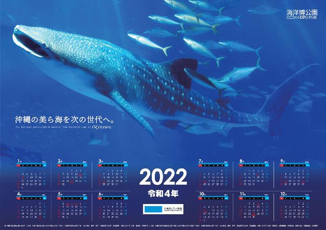 11/1は沖縄美ら海水族館開館記念日ですの画像