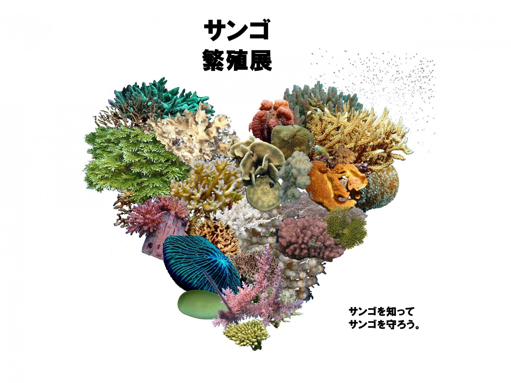 「サンゴ繁殖展」開催中の画像