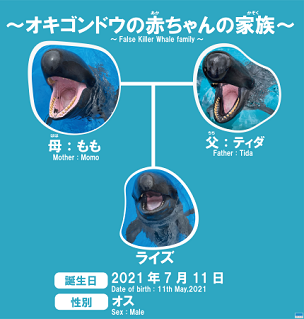 赤ちゃんオキゴンドウ愛称 赤ちゃんオキゴンドウ愛称