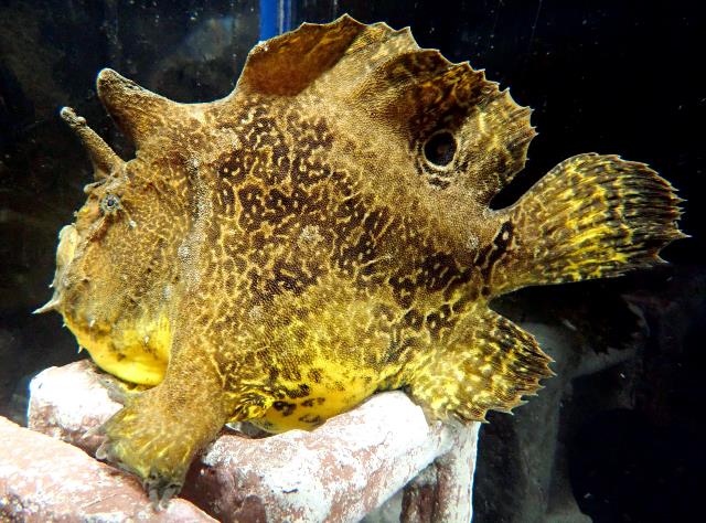 やんばるの川に棲む珍魚　日本初記録種「ピエロカエルアンコウ」展示の画像