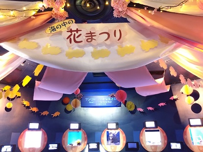 沖縄に桜の季節がやってきた！　2月1日より「海の中の花まつり」開催の画像