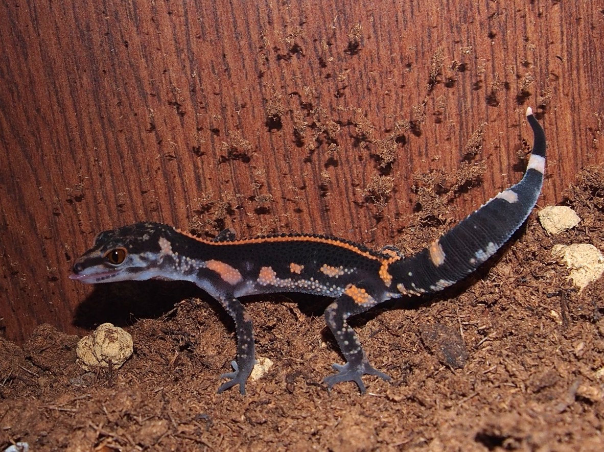 2年連続で繁殖に成功！県指定天然記念物「クロイワトカゲモドキ」の赤ちゃんを琉球弧の水辺コーナーで展示中！の画像