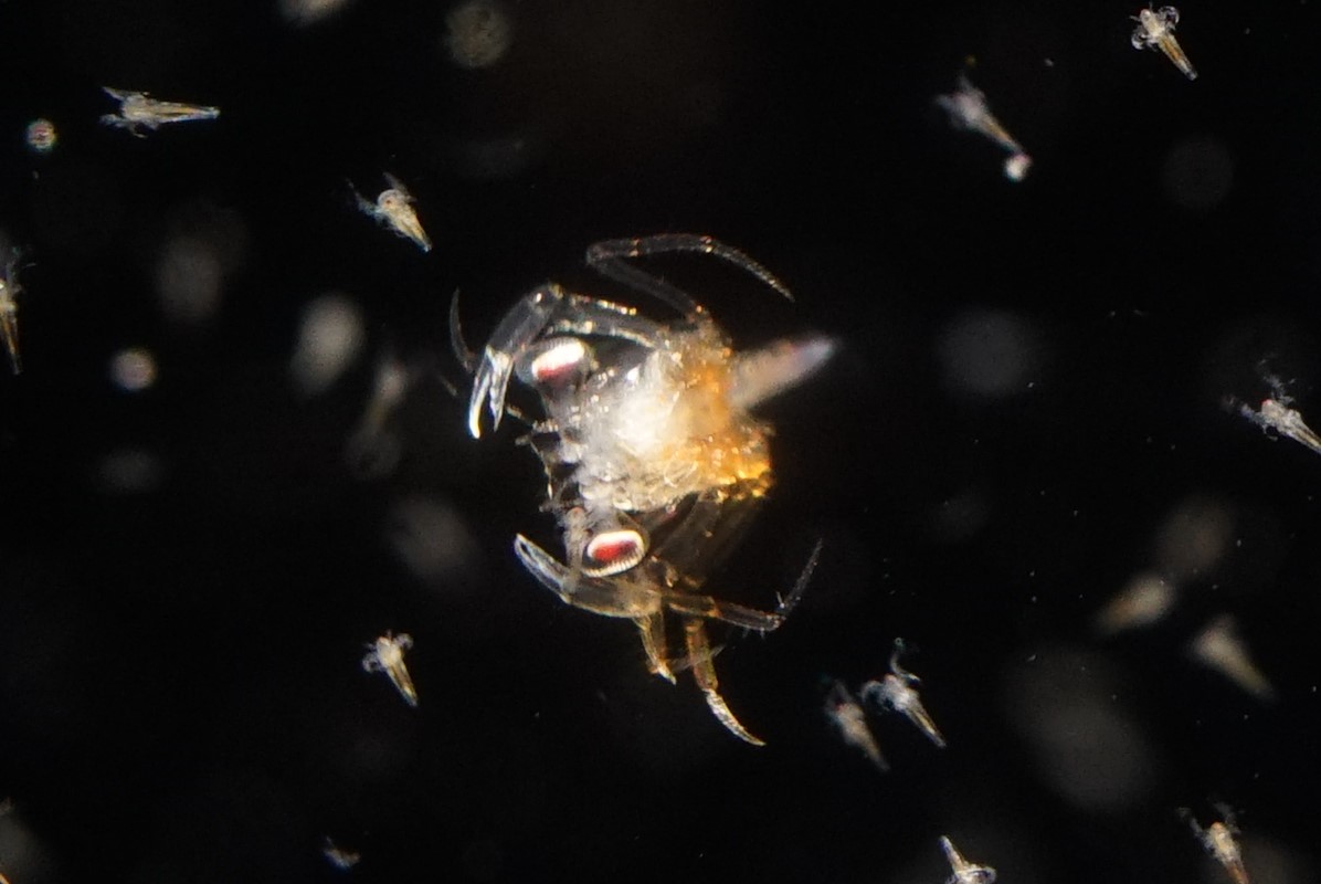 水族館生まれの子どもたちが続々登場！の画像