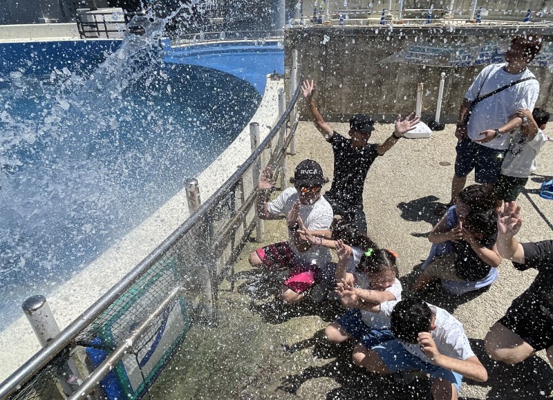 体重1トン！巨体からの水しぶき♪『Summer Show』イルカラグーンで初開催の画像