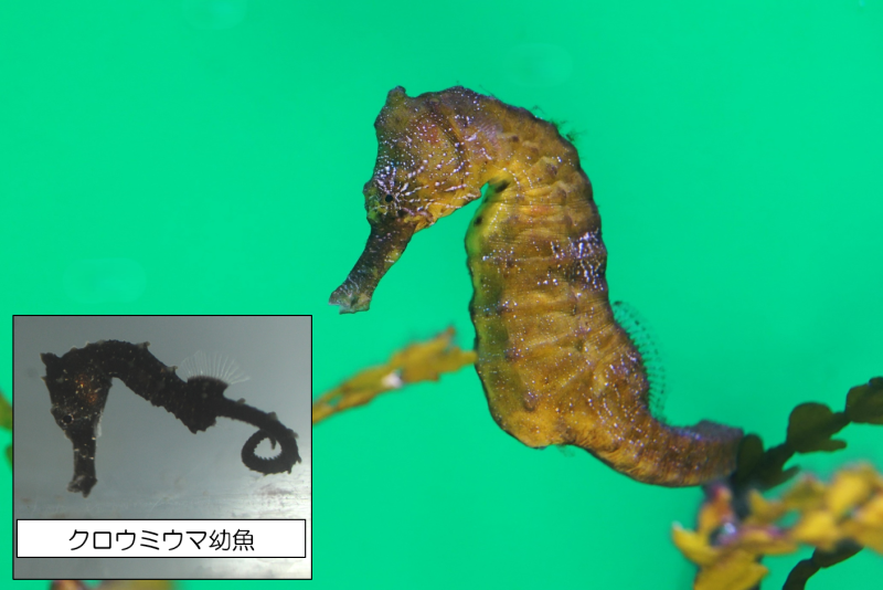 「7月7日はタツノオトシゴの日」クロウミウマの親子展示を開始しました！の画像