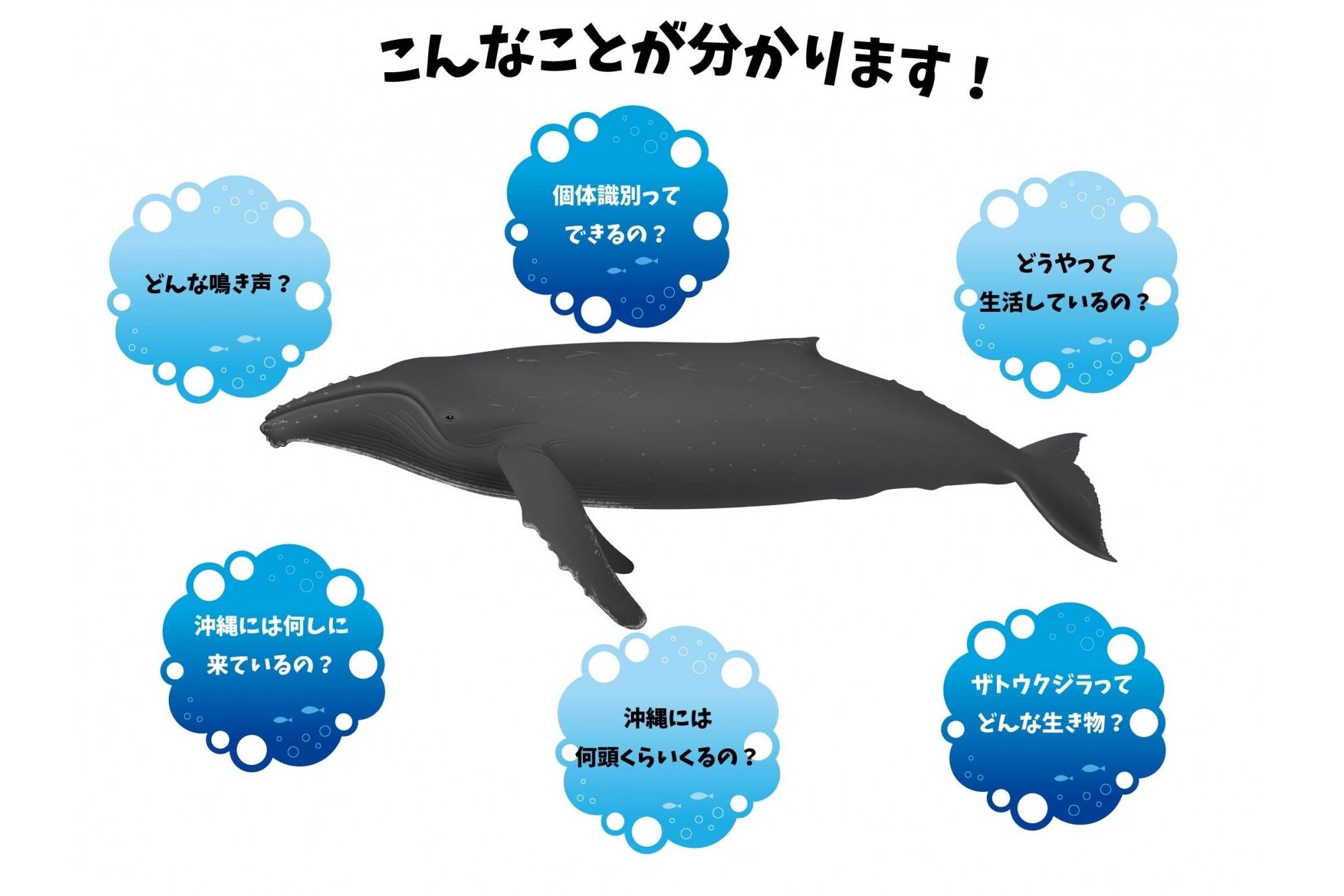 「クジラの見える水族館」でザトウクジラ展・写真展を開催の画像