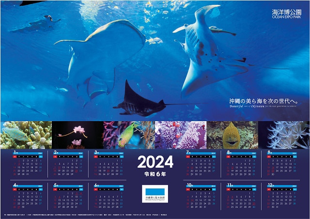 11/1は沖縄美ら海水族館開館記念日ですの画像