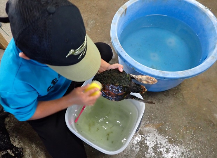 2/21（金）「ウミガメから学ぶ環境学習」合同学習発表会を開催しますの画像
