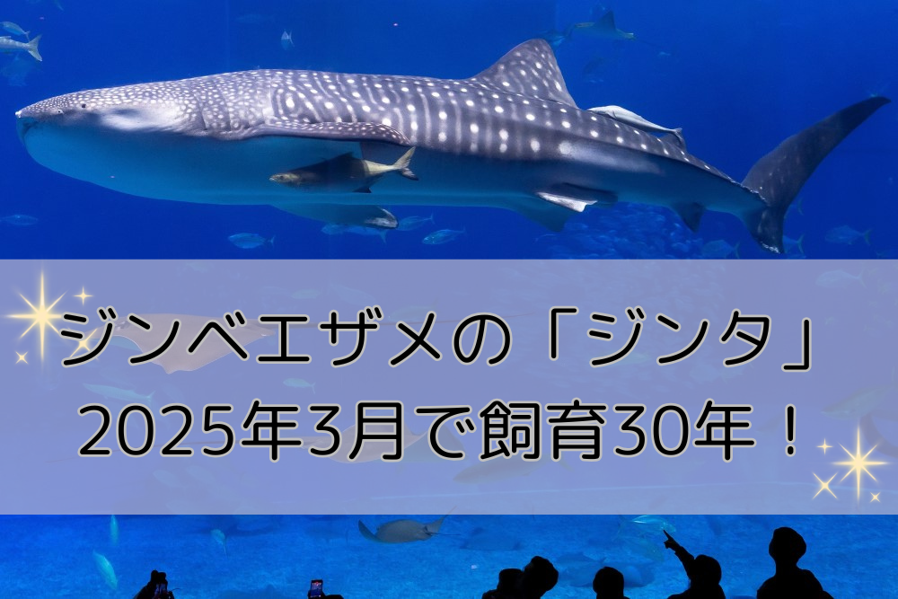 ジンベエザメ「ジンタ」飼育３０年を迎えました！の画像