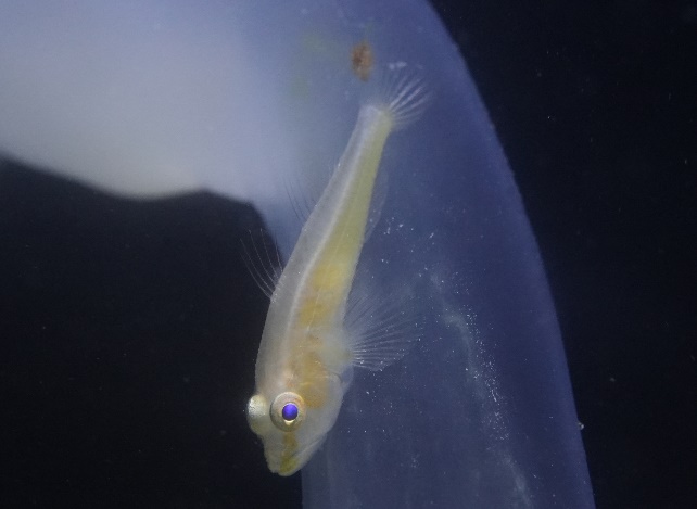 クガニウミタケハゼ クガニウミタケハゼ