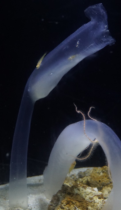ヒメボヤ科の一種に共生する様子