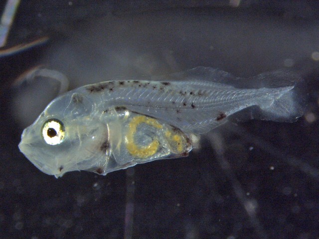 稚魚 約5mm
