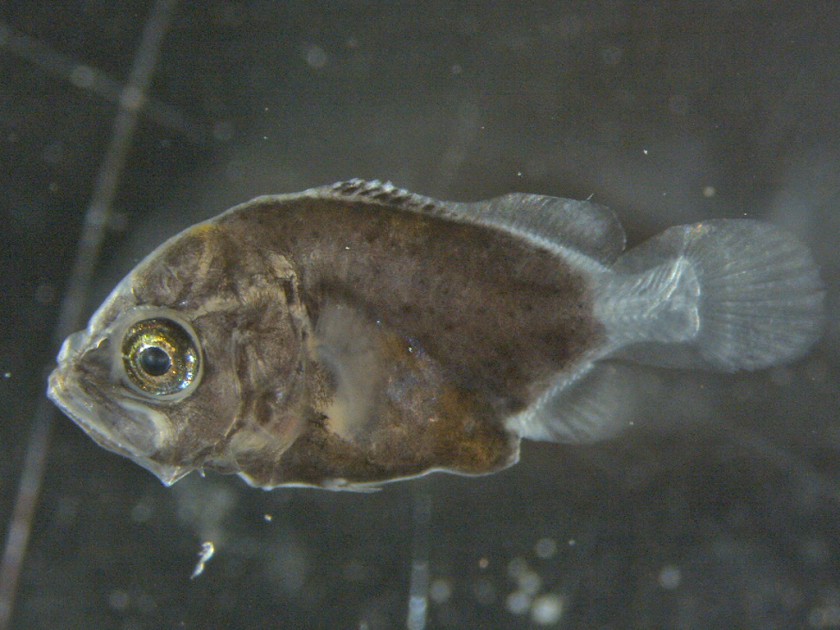 稚魚 約6mm