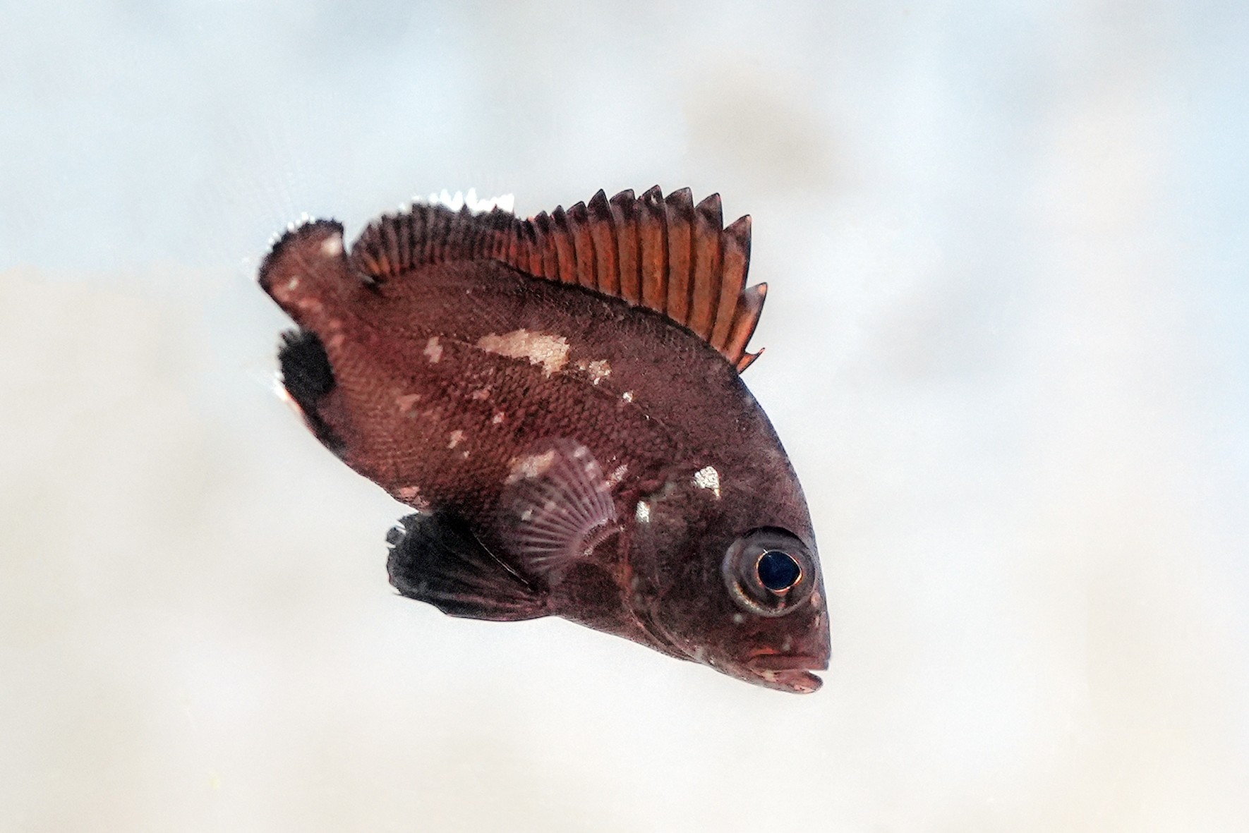 世界初「クロコショウダイ」の繁殖に成功～繁殖個体の生体展示を開始～の画像