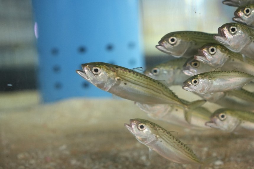 水族館生まれのグルクマ展示を開始！！の画像
