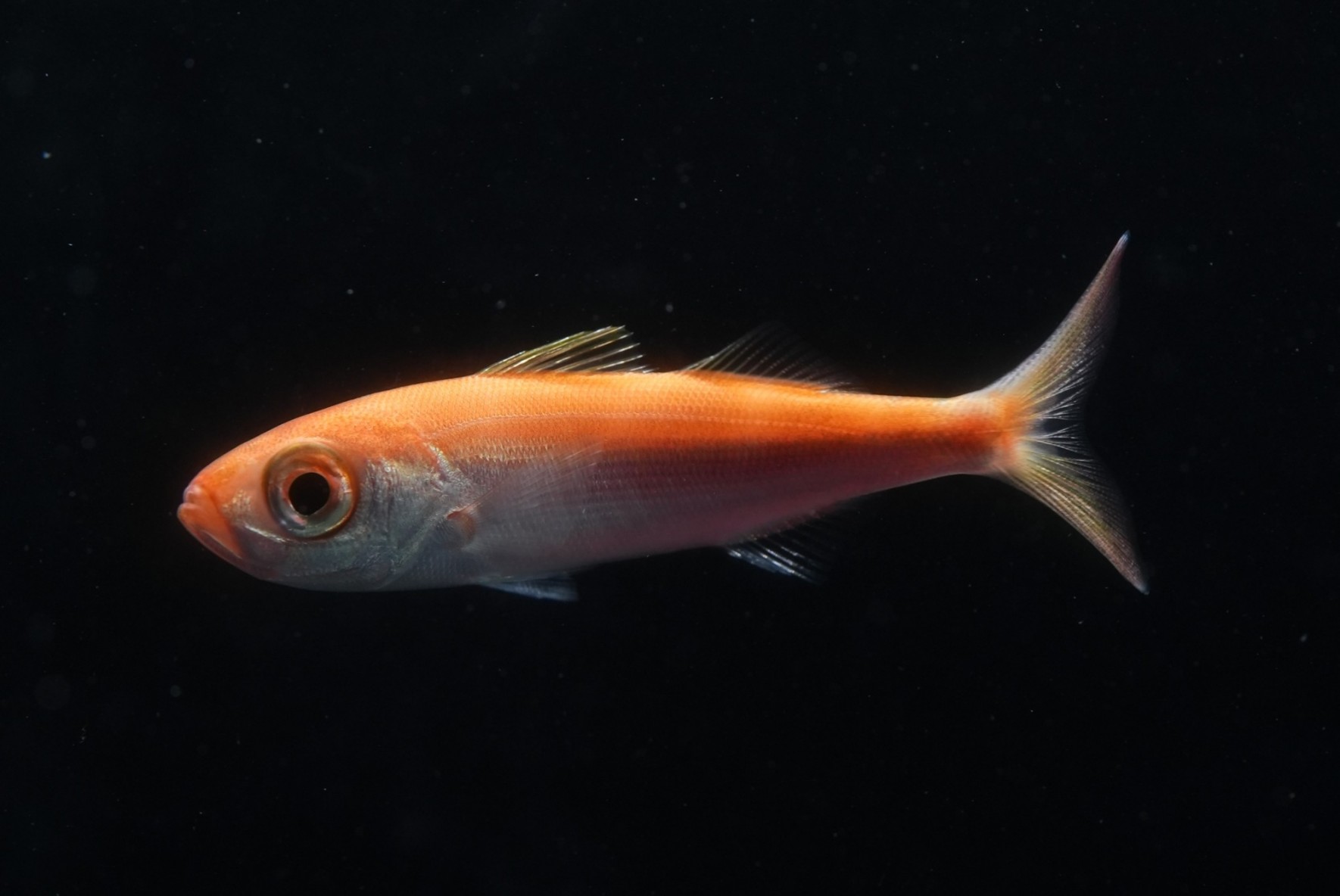 緋色に輝く深海魚「ヒチビキ」　当館で初展示！の画像