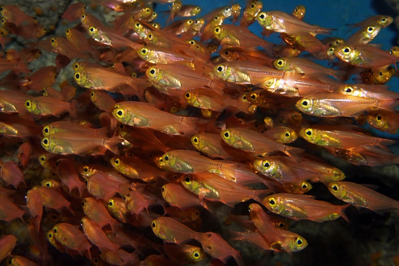 盗んだタンパク質で光る魚「キンメモドキ」を展示開始の画像