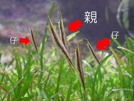 ヘコアユの親仔展示を始めましたの画像